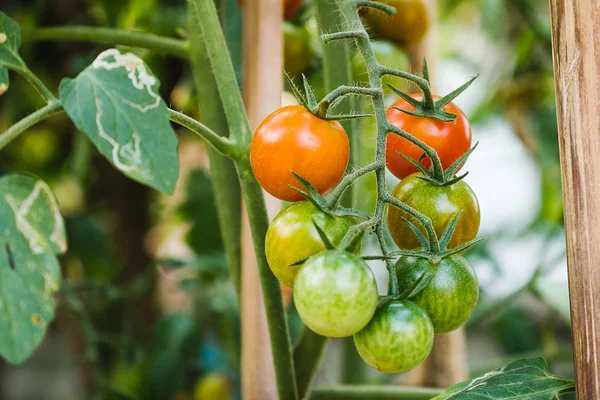 Plantas maduras de tomate fresco — Foto de Stock