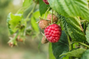 Olgun organik ahududu, bir dalda yetişiyor..