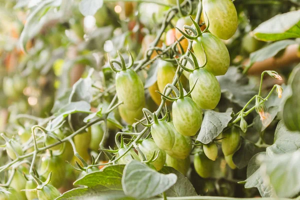 Plantas maduras de tomates orgánicos que crecen en una rama . — Foto de Stock
