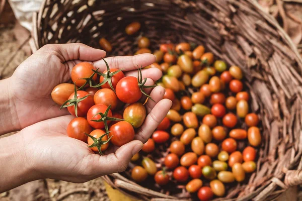 Tomate ecológico. Manos con tomates recién cosechados. — Foto de Stock