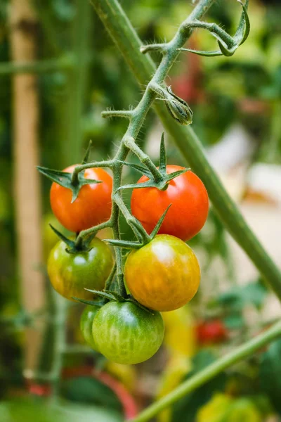 Tomates frescos maduros. tomates ecológicos que crecen en una rama . — Foto de Stock