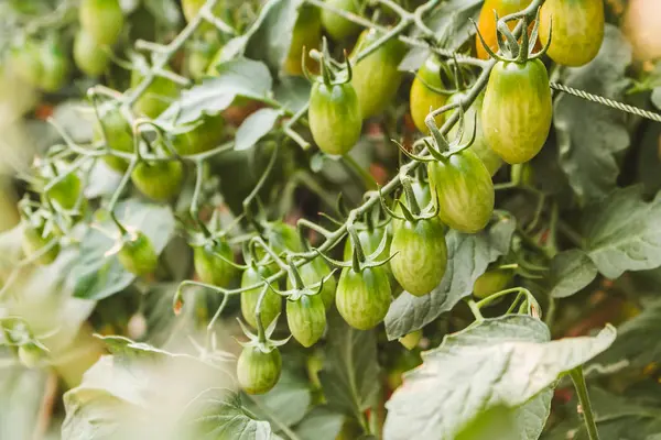 Plantas maduras de tomates orgánicos que crecen en una rama . — Foto de Stock
