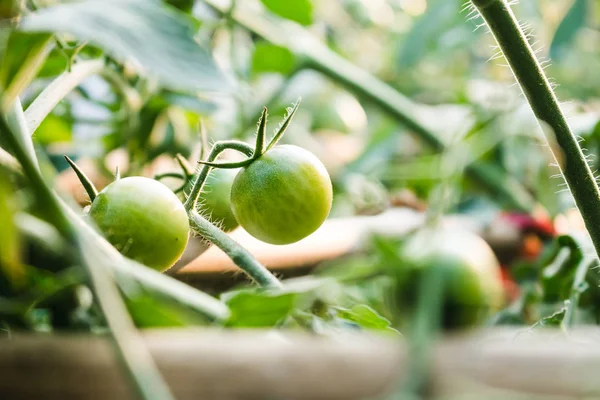 Plantas maduras de tomates orgánicos que crecen en una rama . — Foto de Stock