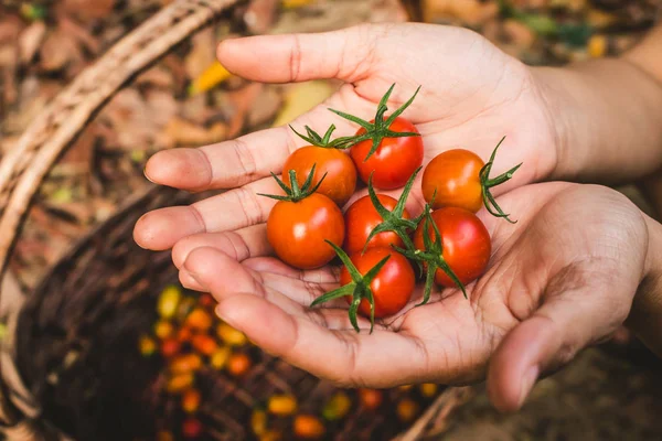 Biologische tomaat. Handen met vers geoogste tomaten. Stockfoto