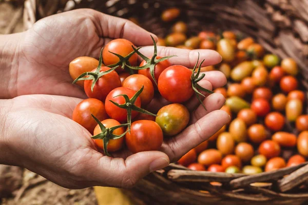 Pomodoro biologico. Mani con pomodori appena raccolti. Immagine Stock