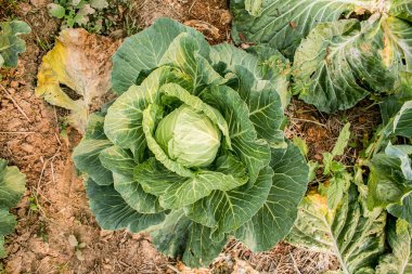 Bahçede taze yeşil lahana, arka bahçede organik sebzeler.