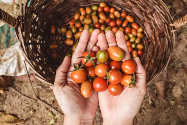Tomate Ecológico Manos Con Tomates Recién Cosechados — Foto de Stock