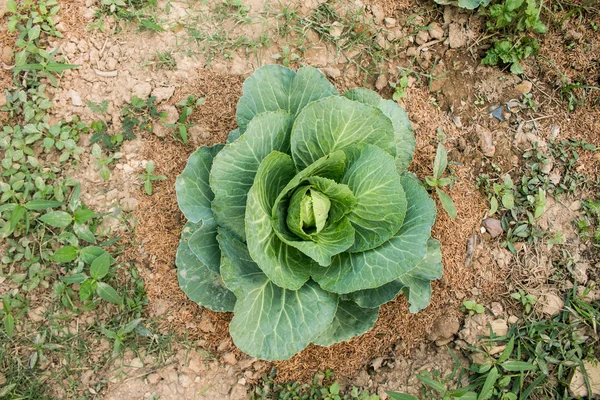 Verse groene kool, biologische groenten in achtertuin tuin Rechtenvrije Stockafbeeldingen