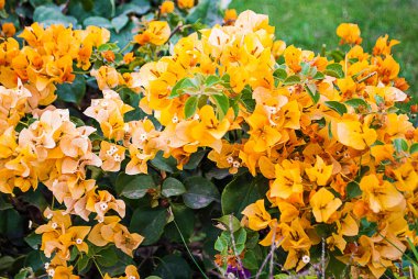 Bougainvillea 'nın büyük sarı çiçekli çalısı sou' da açar.