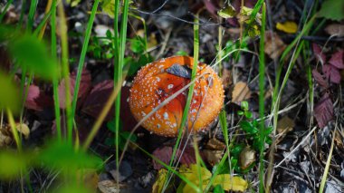 mantar amanita orman