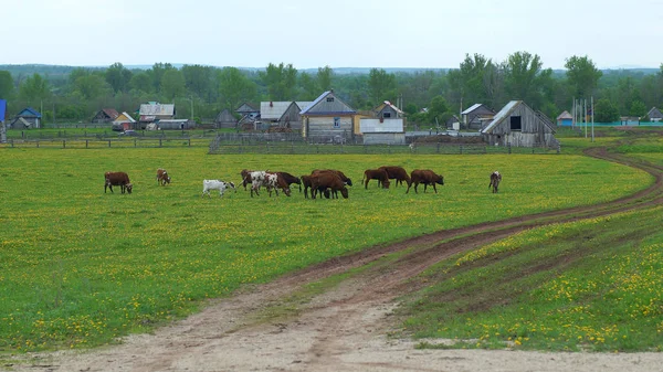 Kühe grasen auf der Weide — Stockfoto