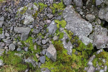 Faroe Adaları 'nda taşlar ve yosunlar