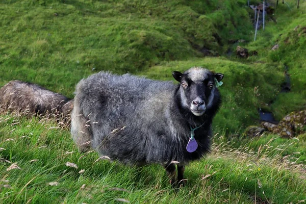 Πρόβατα Που Ξεκουράζονται Στο Γρασίδι — Φωτογραφία Αρχείου