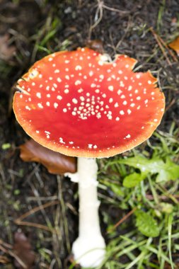 Sihirli mantar mantarı muscaria. Akarik süper kalitede 50 metre uçar.