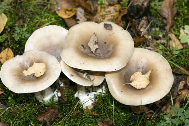 Sevimli aile mantarı anne ve baba ve çocuklar makro arka plan 50 metre