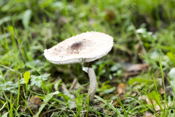 野生自然背景下的蘑菇近5千万棵 — 图库照片
