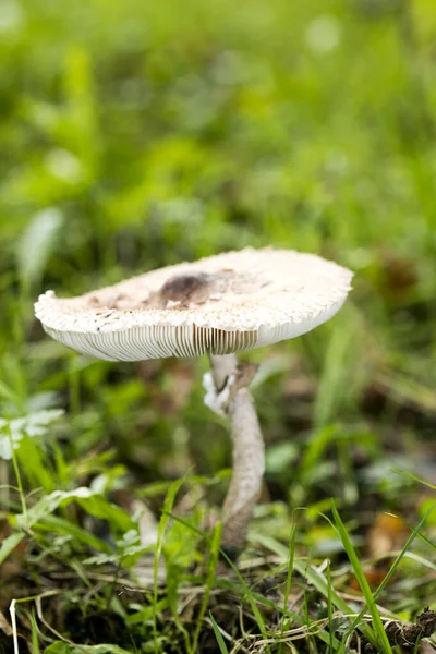 Cogumelo de perto em natureza selvagem fundo cinquenta megapixels pri — Fotografia de Stock