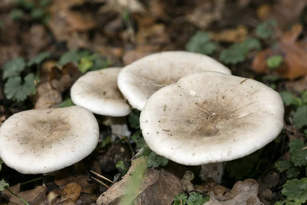 Mushroom cute family mama papa and kids macro background fifty m — Stock Photo, Image