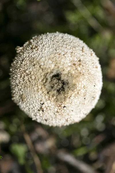 Mushroom close up in wild nature background fifty megapixels pri — Stock Photo, Image