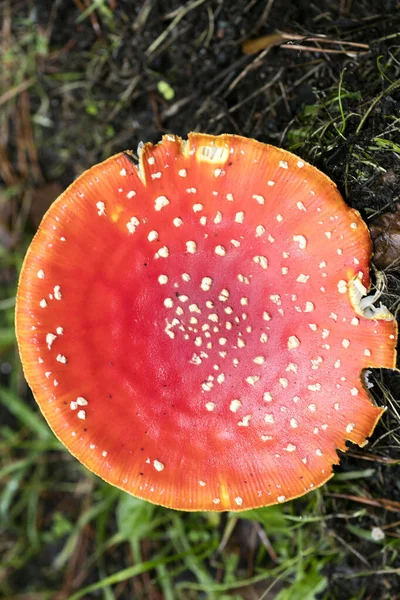 Magic mushroom amanita muscaria fly agaric super quality fifty m — Stock Photo, Image