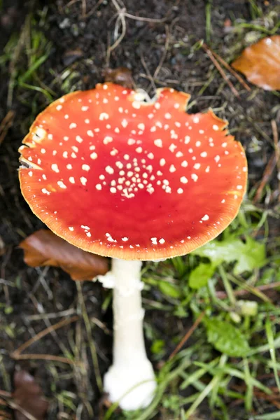 Чарівний гриб аманіта мускарія літає агаром супер якості п'ятдесят м — стокове фото