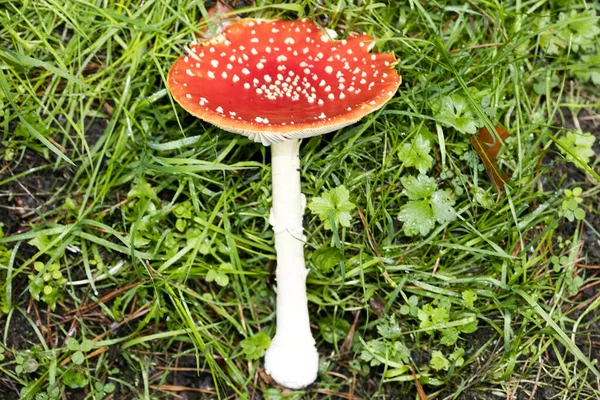 Magische paddestoel amanita muscaria vliegen agaric super kwaliteit vijftig m — Stockfoto