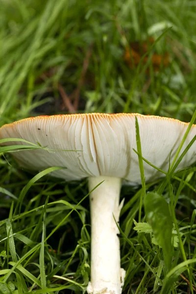 Sihirli mantar mantarı muscaria. Akarik süper kalitede 50 metre uçar.