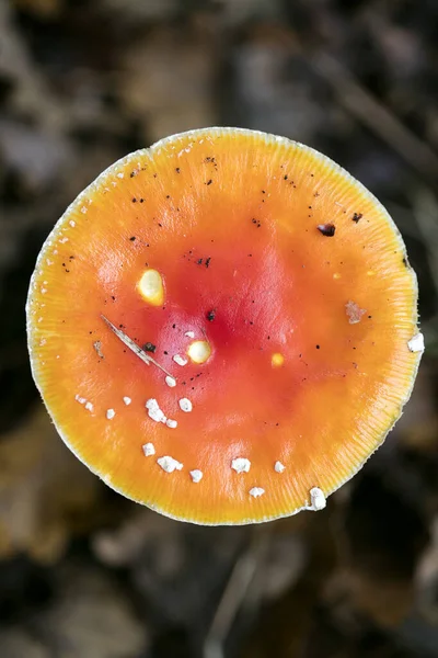 Sihirli mantar mantarı muscaria. Akarik süper kalitede 50 metre uçar. — Stok fotoğraf