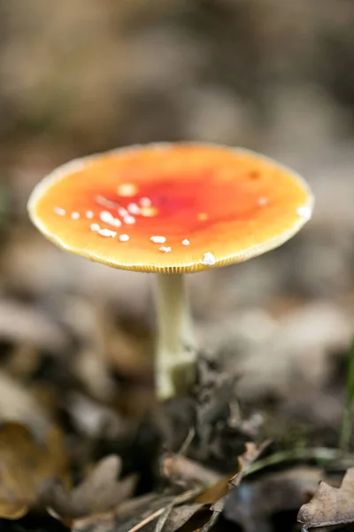 Champiñón mágico amanita muscaria volar agárico super calidad cincuenta m —  Fotos de Stock