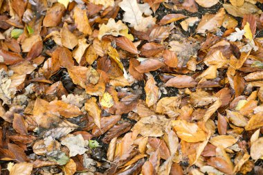 Makro arkaplanda ölü yapraklar 50 megapiksel parmak izi