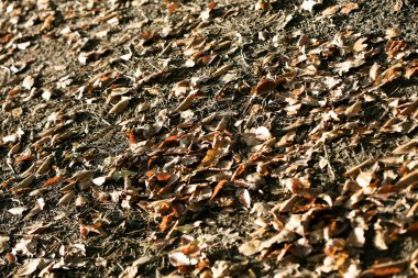 Makro arkaplanda ölü yapraklar 50 megapiksel parmak izi