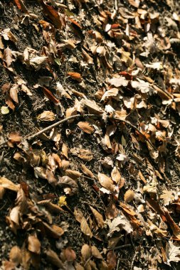 Makro arkaplanda ölü yapraklar 50 megapiksel parmak izi