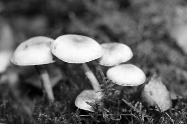 Siyah beyaz makro arka planda yaban mantarları 50 megapiks