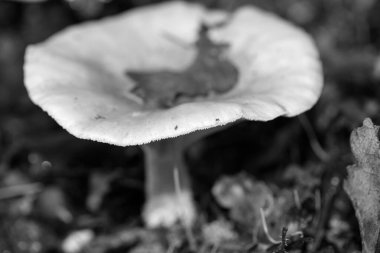 Siyah beyaz makro arka planda yaban mantarları 50 megapiks