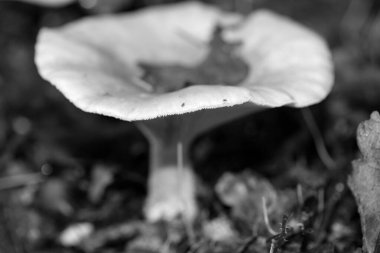 Siyah beyaz makro arka planda yaban mantarları 50 megapiks
