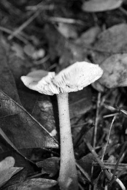 Siyah beyaz makro arka planda yaban mantarları 50 megapiks