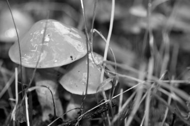 Siyah beyaz makro arka planda yaban mantarları 50 megapiks