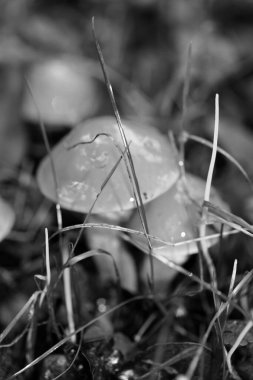Siyah beyaz makro arka planda yaban mantarları 50 megapiks