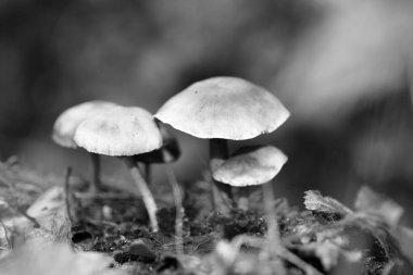 Siyah beyaz makro arka planda yaban mantarları 50 megapiks