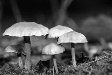 Siyah beyaz makro arka planda yaban mantarları 50 megapiks