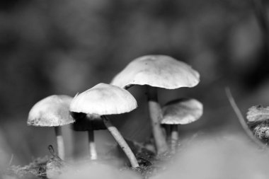 Siyah beyaz makro arka planda yaban mantarları 50 megapiks