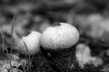 Siyah beyaz makro arka planda yaban mantarları 50 megapiks