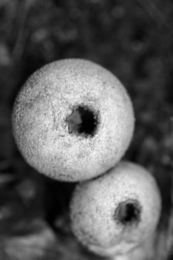 Siyah beyaz makro arka planda yaban mantarları 50 megapiks