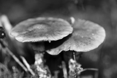 Siyah beyaz makro arka planda yaban mantarları 50 megapiks