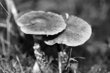 Siyah beyaz makro arka planda yaban mantarları 50 megapiks