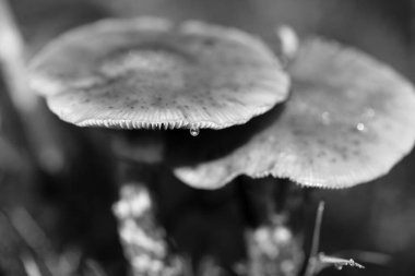 Siyah beyaz makro arka planda yaban mantarları 50 megapiks