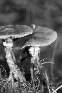 Siyah beyaz makro arka planda yaban mantarları 50 megapiks