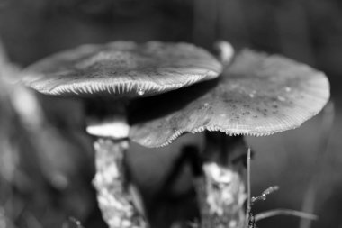Siyah beyaz makro arka planda yaban mantarları 50 megapiks