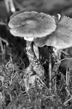 Siyah beyaz makro arka planda yaban mantarları 50 megapiks