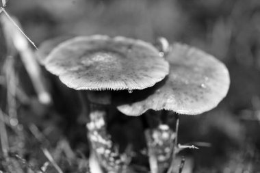 Siyah beyaz makro arka planda yaban mantarları 50 megapiks